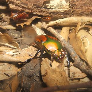 Horned Flower Beetle (Eudicella aethiopica)
