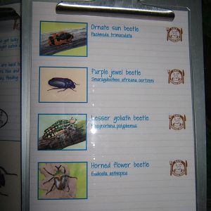 View of mixed Beetle exhibit signage