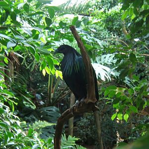 Nicobar Pigeon