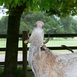 Dwarf zebu : Cotswold WP : 28 May 2014