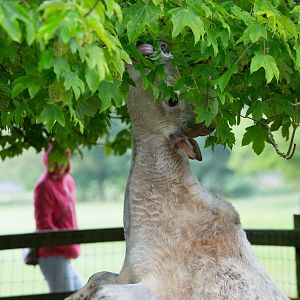 Dwarf zebu : Cotswold WP : 28 May 2014