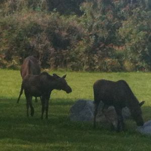 Moose cow and twin calves - Alaska