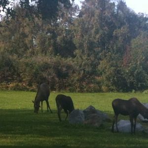 Moose cow and twin calves - Alaska