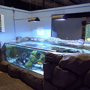 Tropical Tank