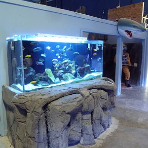 Malawi Cichlid Tank