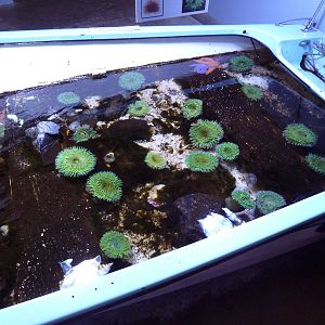 Touch Tank (in the bottom of a boat)