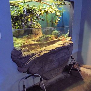 Cuvier's Dwarf Caiman/Caiman Lizard Exhibit