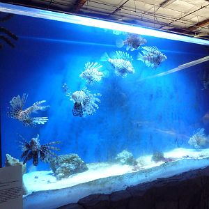 Lionfish Exhibit
