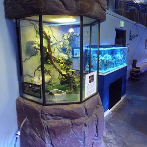 Green Iguana Exhibit (red phase of lizard)