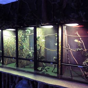 Chameleon Exhibits