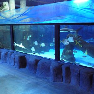 Shark Tank (species list below)