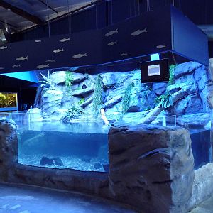 Turtle Exhibit