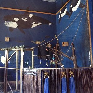 Rainbow Lorikeet Aviary