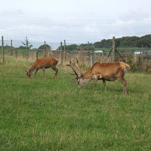 Carpathian Red Deer
