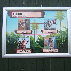 Sign about the Giraffes