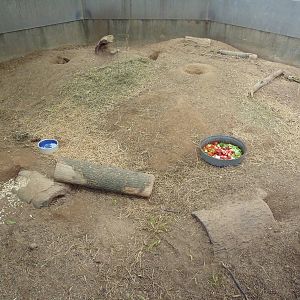 Black-Tailed Prairie Dog Exhibit