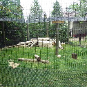 Snow Leopard Exhibit
