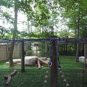 Cougar Exhibit