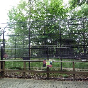 Asiatic Black Bear Exhibit
