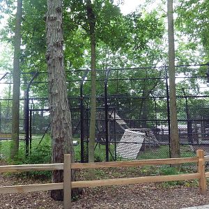 Asiatic Black Bear Exhibit