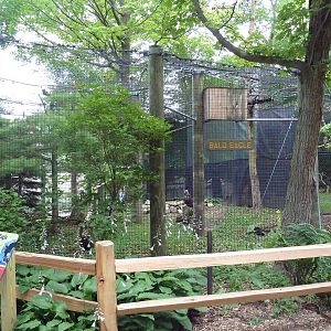 Bald Eagle Exhibit