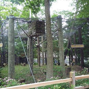 Red-Tailed Hawk Exhibit