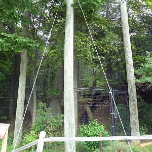 Great Horned Owl Exhibit
