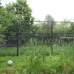 Sandhill Crane Exhibit