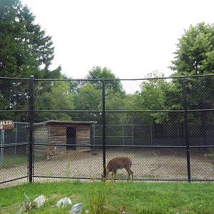 White-Tailed Deer Exhibit
