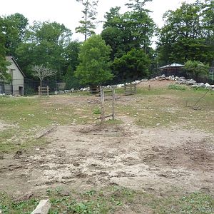 American Bison Exhibit