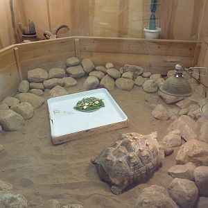 Reptile House - African Spurred Tortoise Exhibit