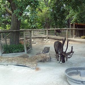 Reindeer Exhibit