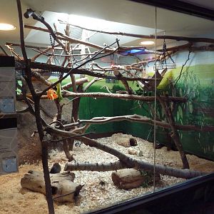 Animal Kingdom Building - Acouchi/Two-Toed Sloth Exhibit