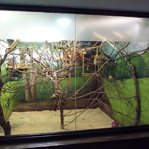 Animal Kingdom Building - Golden Lion Tamarin/Three-Banded Armadillo Exhibi