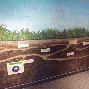 Animal Kingdom Building - Naked Mole Rat Mural