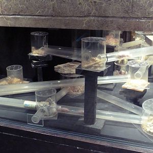 Animal Kingdom Building - Naked Mole Rat Exhibit