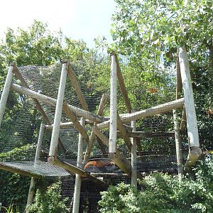 Red Panda (above visitor heads)