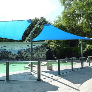 Humboldt Penguin Exhibit