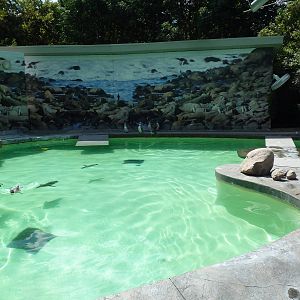 Humboldt Penguin Exhibit