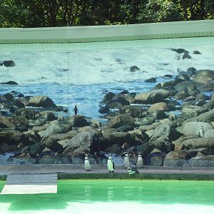 Humboldt Penguin Exhibit (Mural)