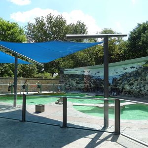 Humboldt Penguin Exhibit