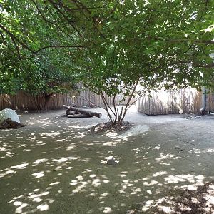 Bennett's Wallaby/Tammar Wallaby/Reeve's Muntjac Exhibit