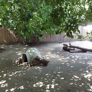 Bennett's Wallaby/Tammar Wallaby/Reeve's Muntjac Exhibit