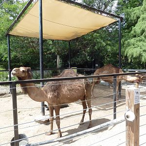 Dromedary Exhibit