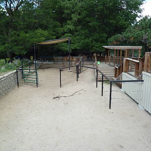 Dromedary Exhibit