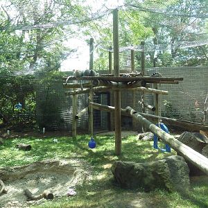 Ring-Tailed Lemur Exhibit