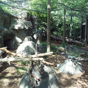 Amur Leopard Exhibit