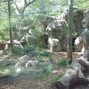 Amur Leopard Exhibit