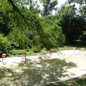 Caribbean Flamingo Exhibit