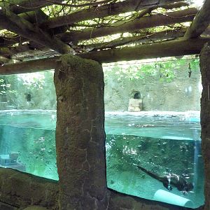 North American River Otter Exhibit